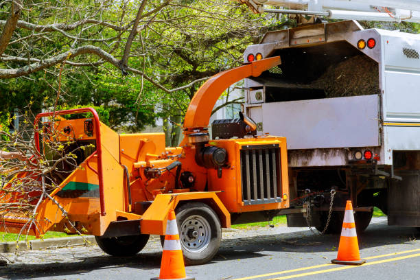 Professional Tree Services in Eagle Pass, TX