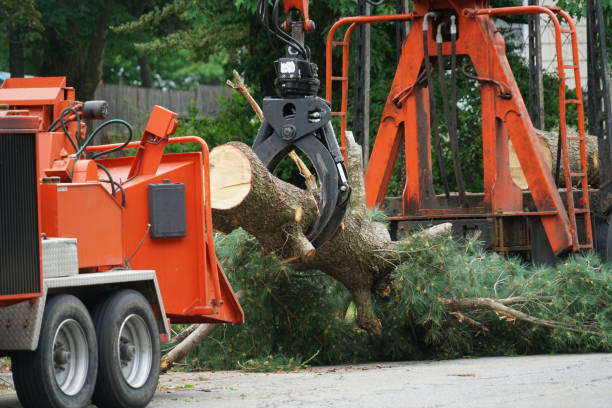 Why Choose Our Tree Removal Services in Eagle Pass, TX?